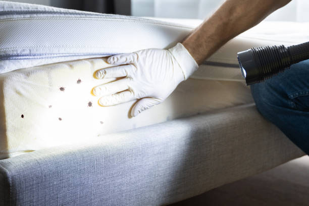 Best Residential Pest Control  in Clarendon, TX