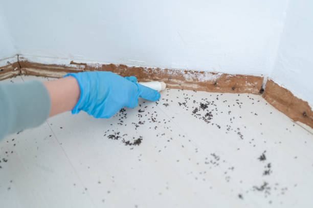 Best Affordable Pest Control Services  in Clarendon, TX